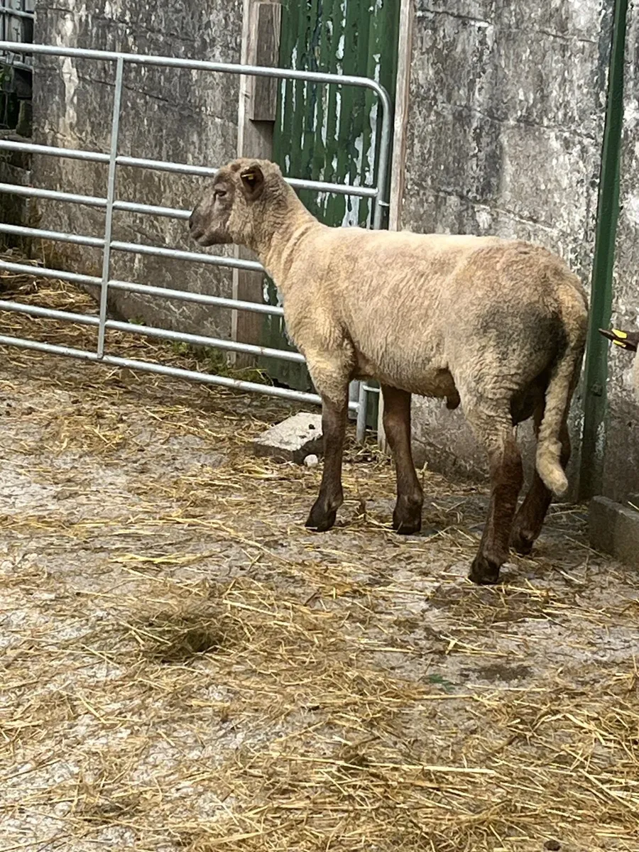 Sheep - Image 2