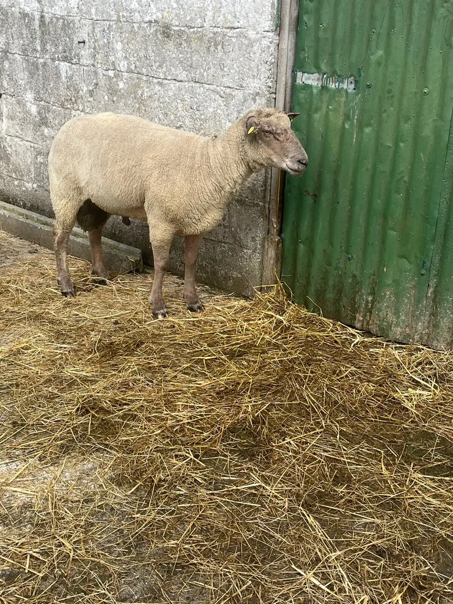 Sheep - Image 3