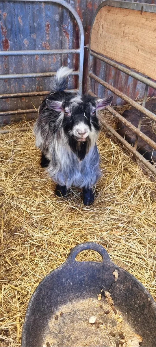 Pygmy Goat - Image 1