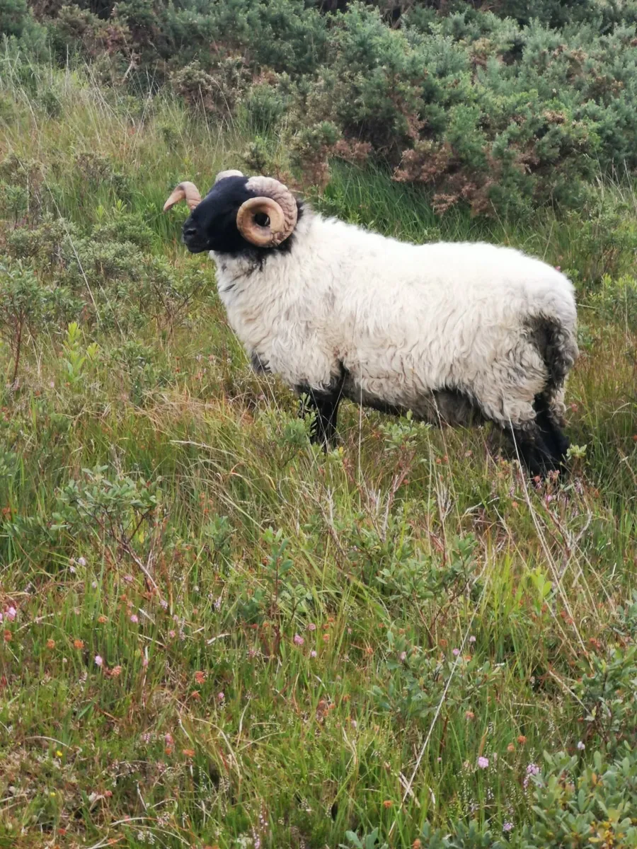 Mayo blackface sheep - Image 2