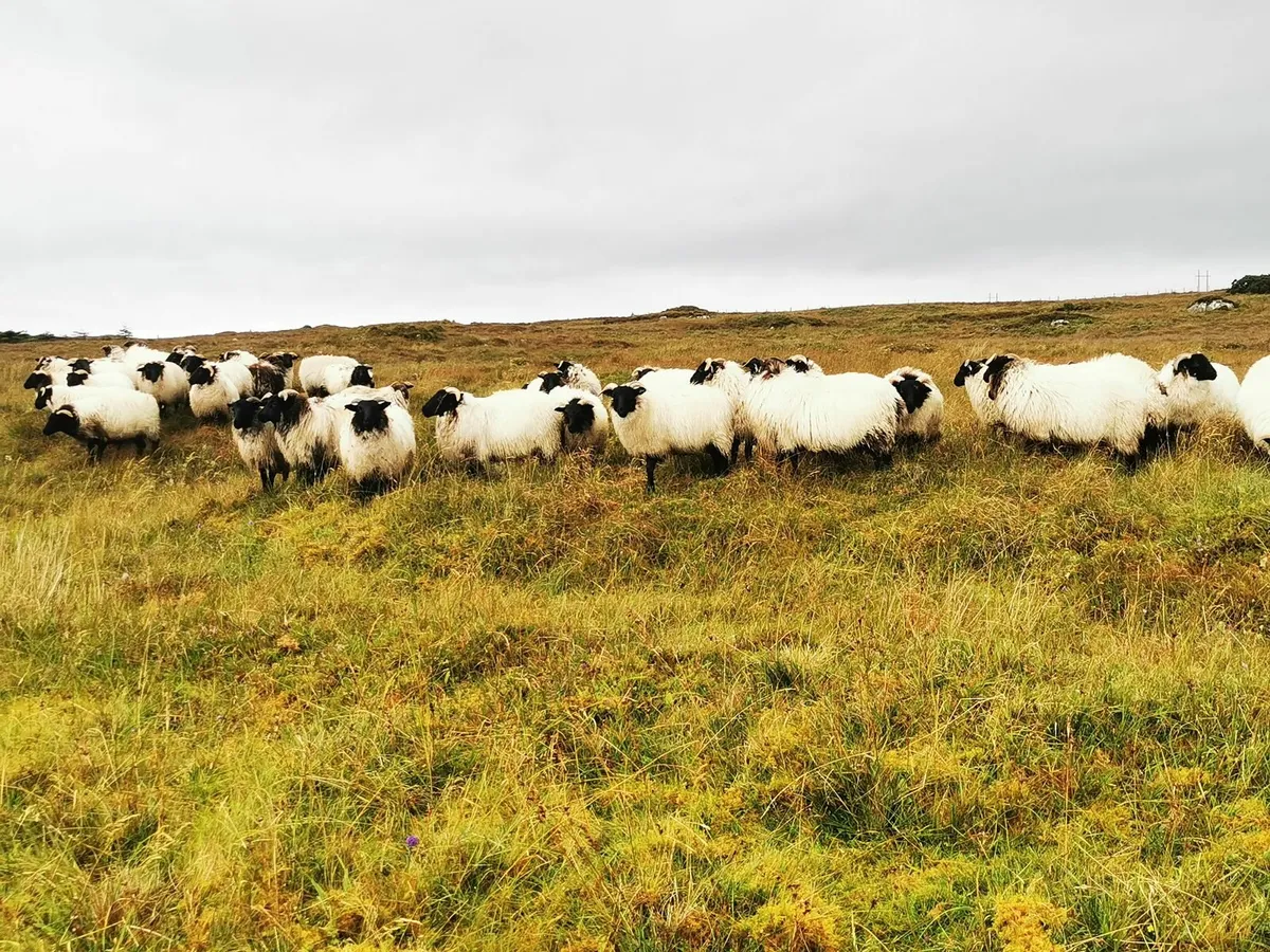 Mayo blackface sheep - Image 1