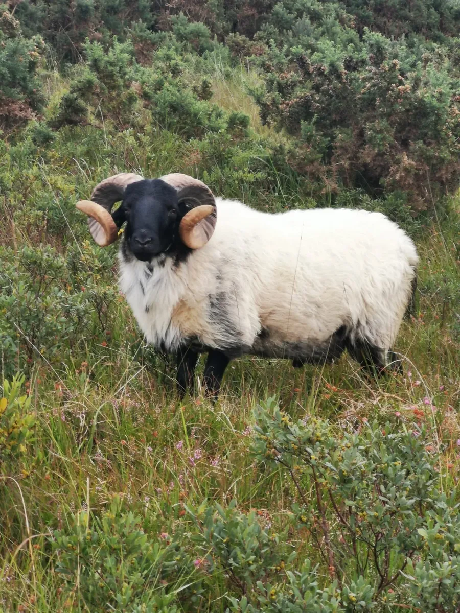 Mayo blackface sheep - Image 3