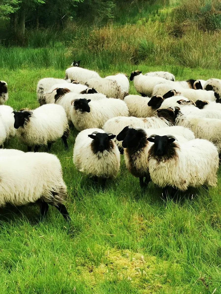 Mayo blackface sheep - Image 4