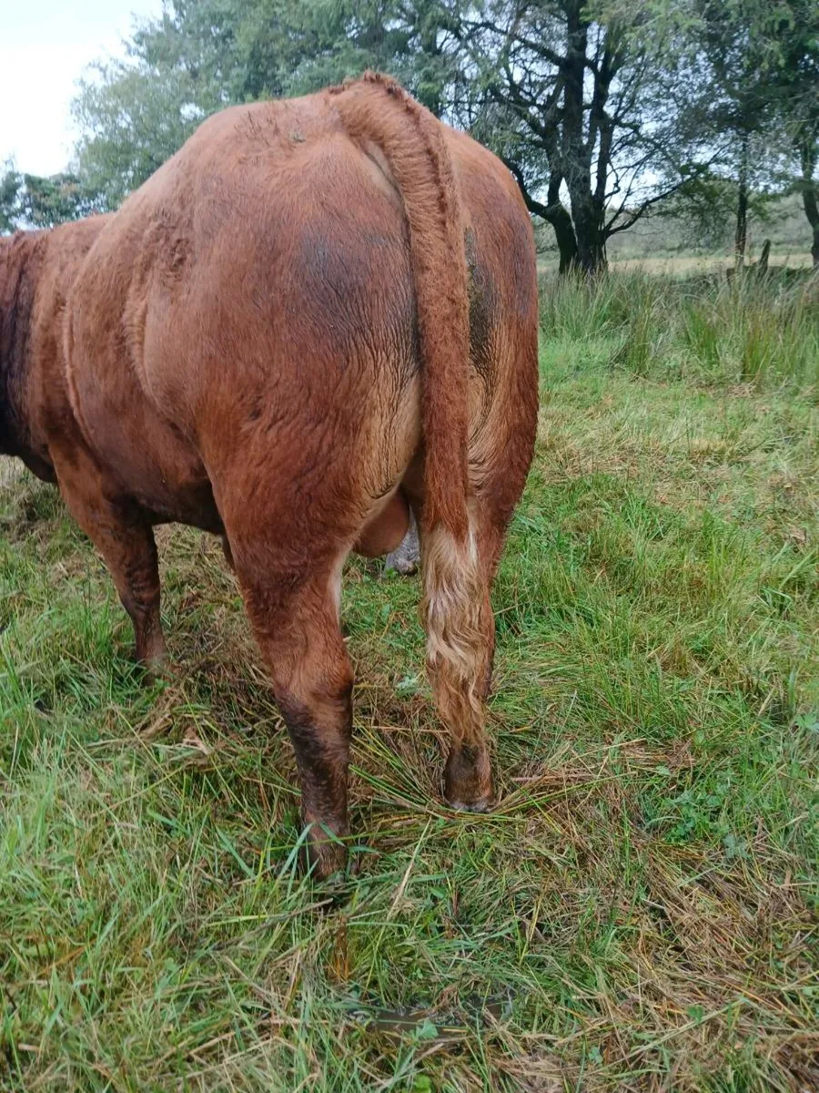 Limousine bull weanling - Image 3