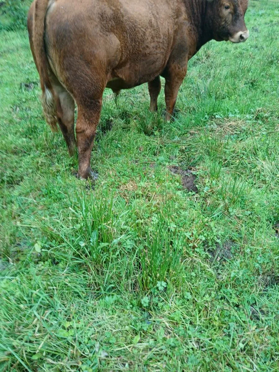 Limousine bull weanling - Image 4