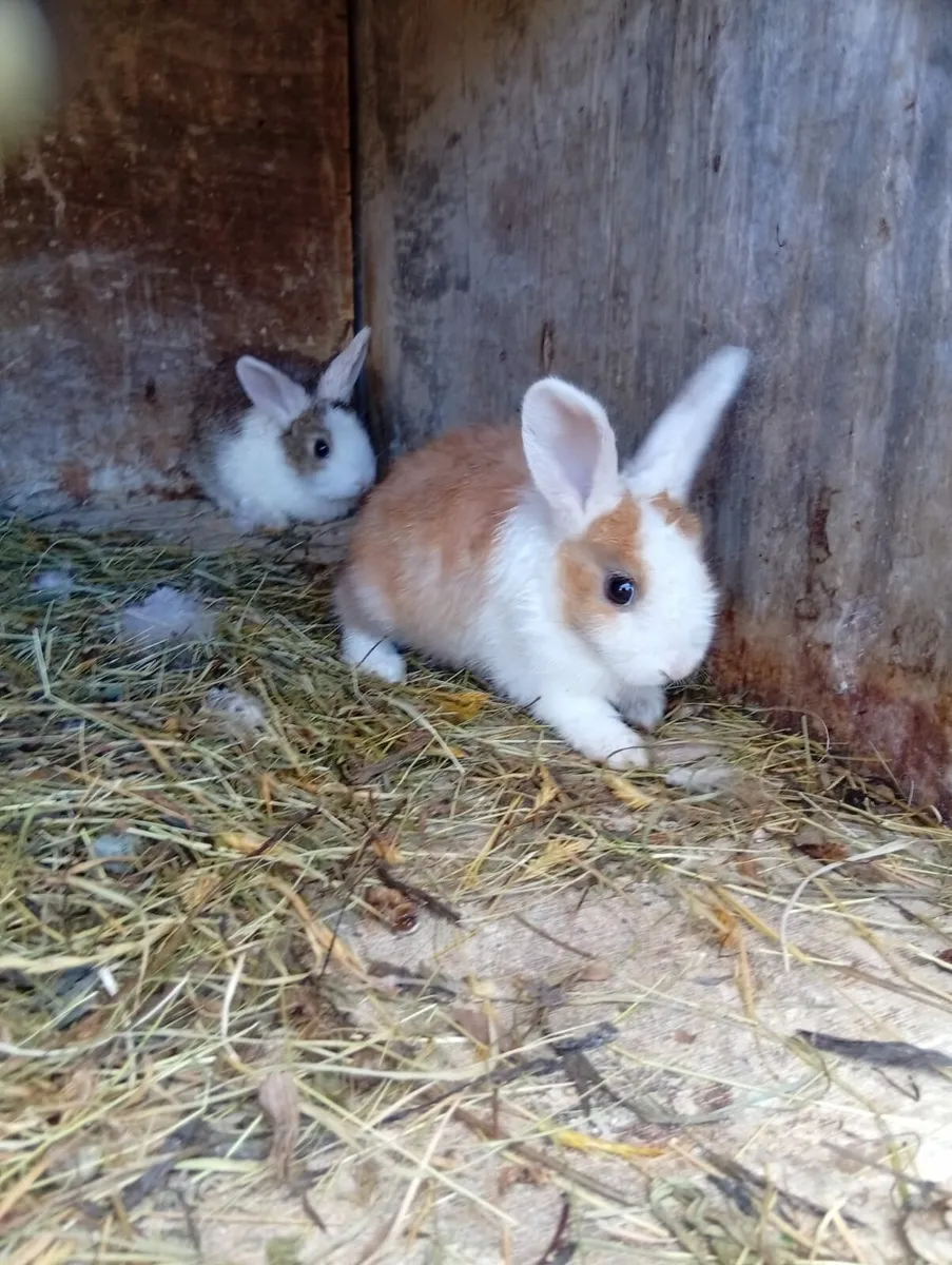 Baby rabbits lop dwarf mix