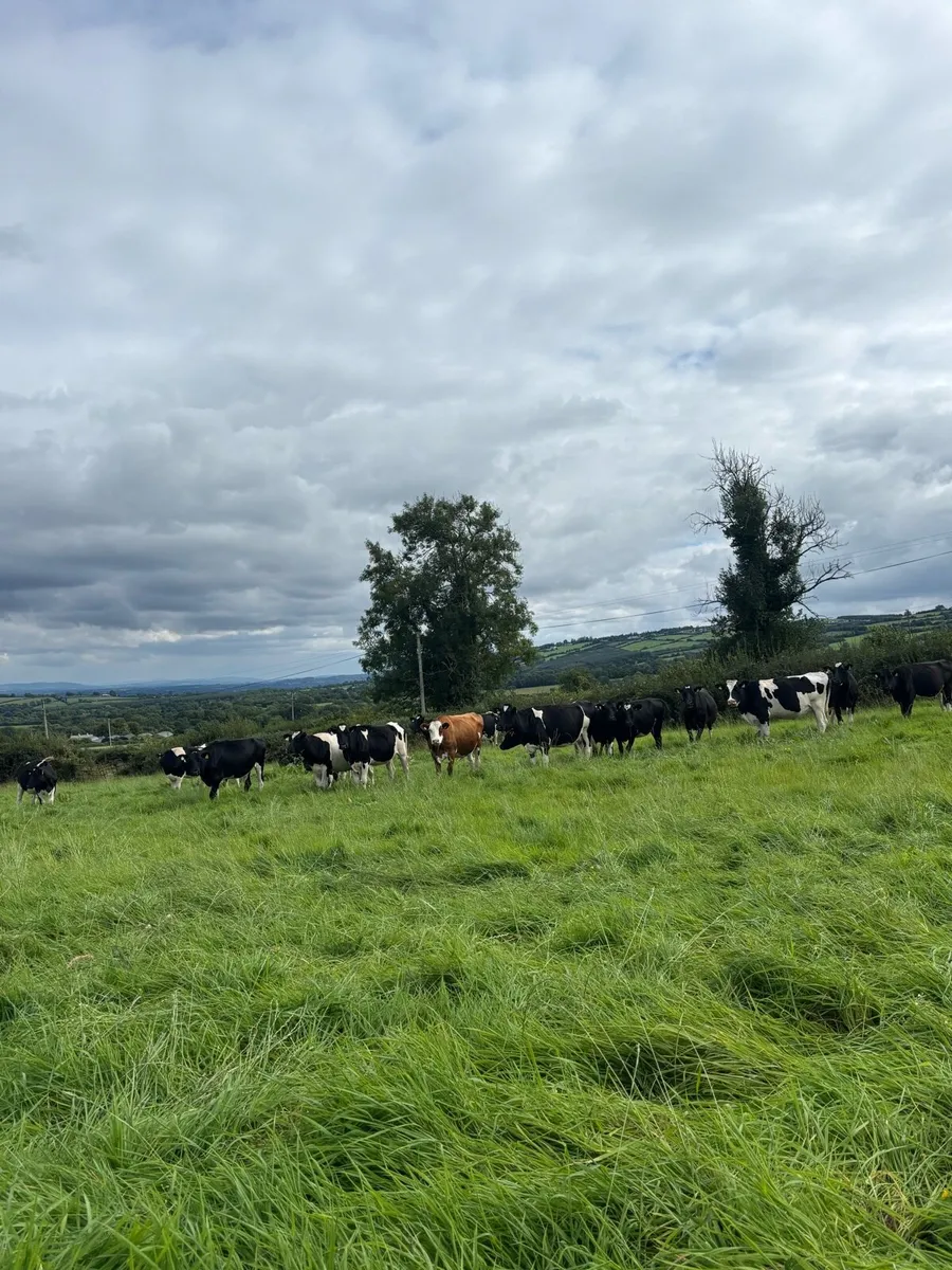 20 February calving heifers for sale - Image 1