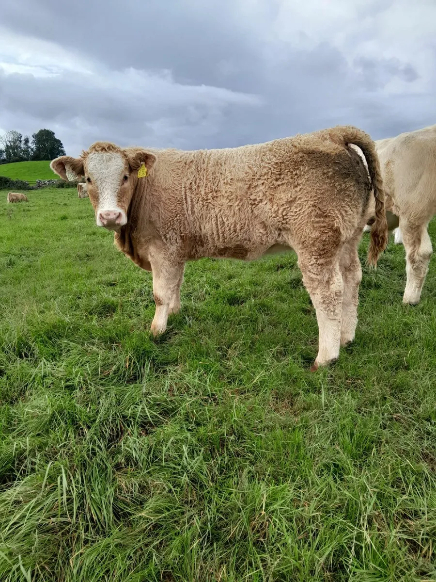 7 Top Quality Charolais Heifers For Sale - Image 1