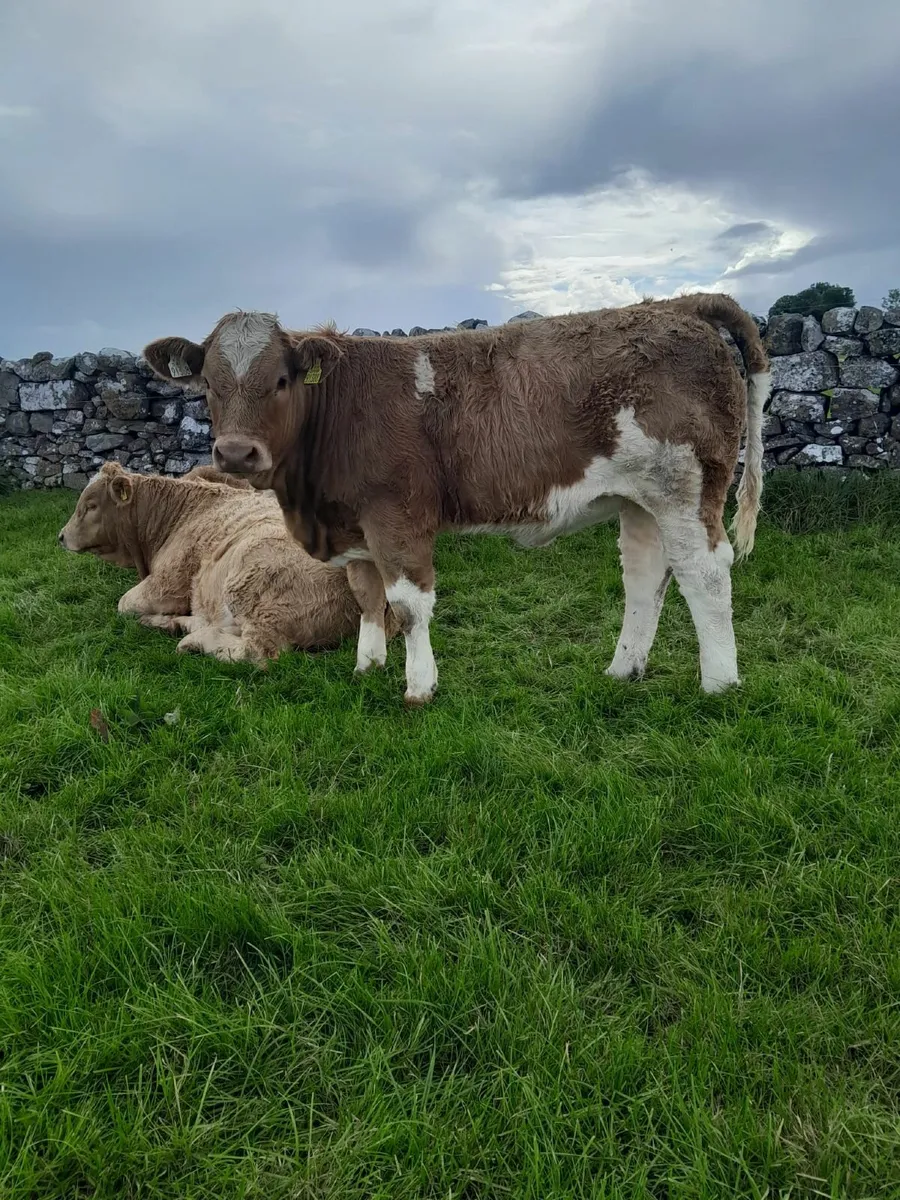 7 Top Quality Charolais Heifers For Sale - Image 2