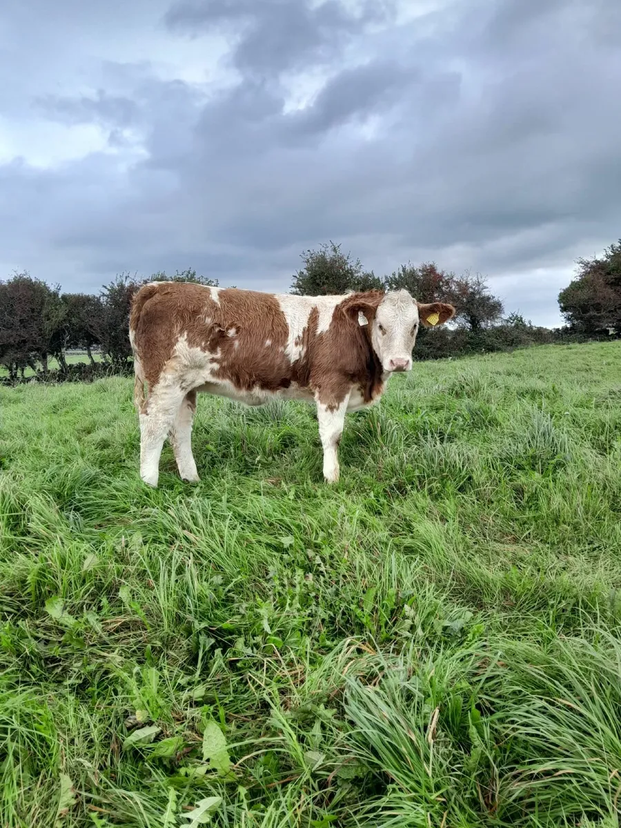 7 Top Quality Charolais Heifers For Sale - Image 3