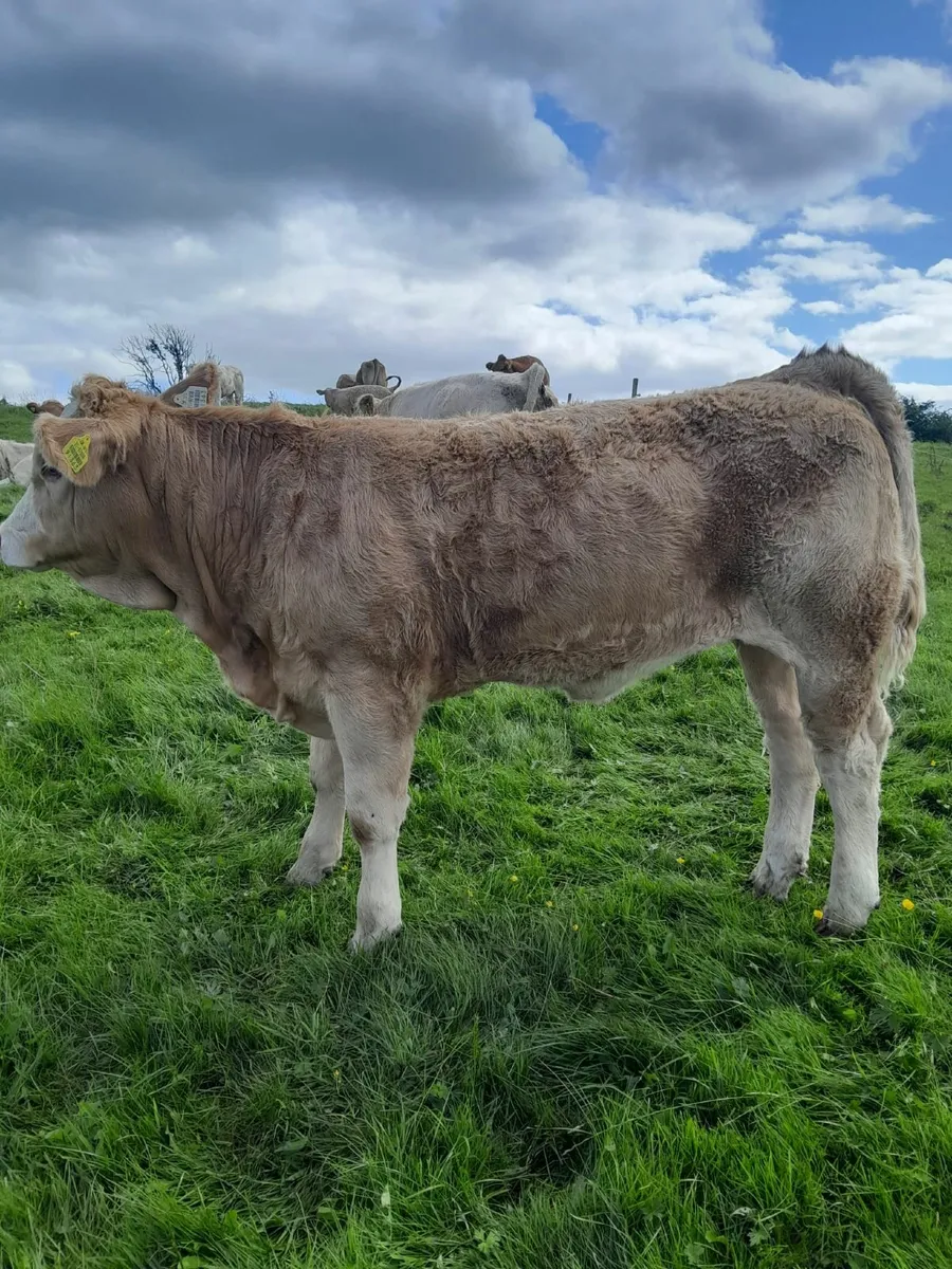7 Top Quality Charolais Heifers For Sale - Image 4
