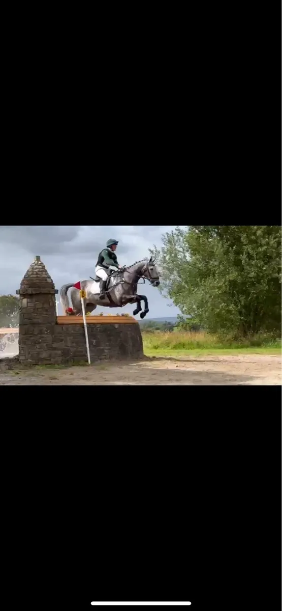 Super Event Horse - Image 1