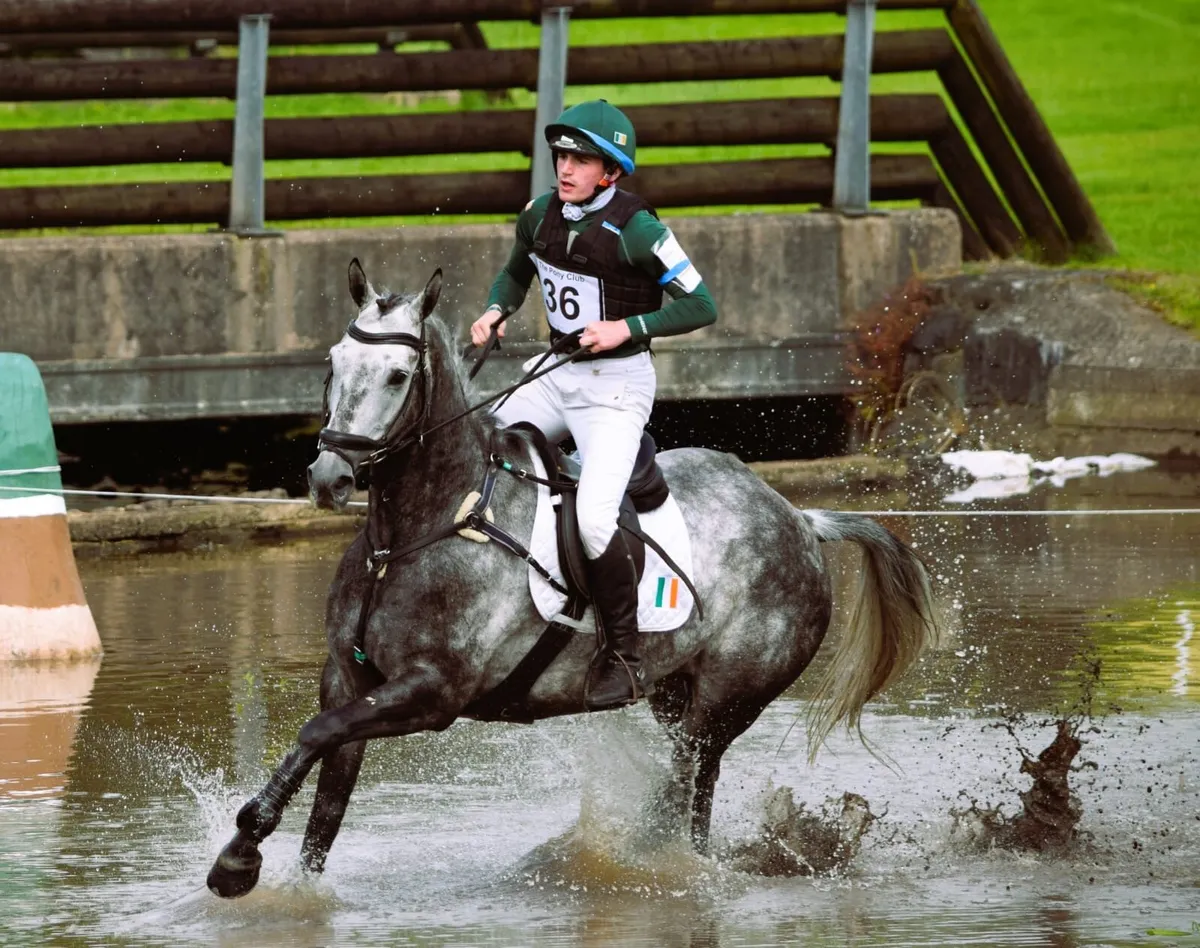 Super Event Horse - Image 2