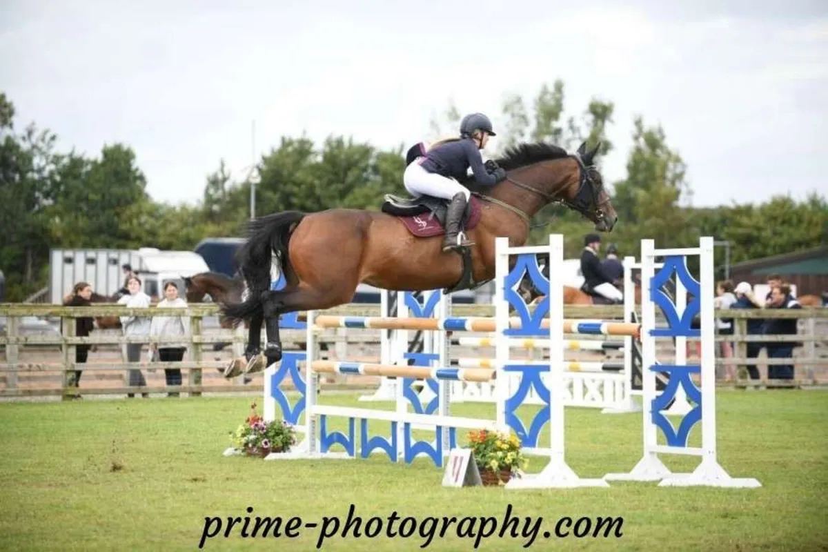 Hunter/ Jumped/ Allrounder - Image 1