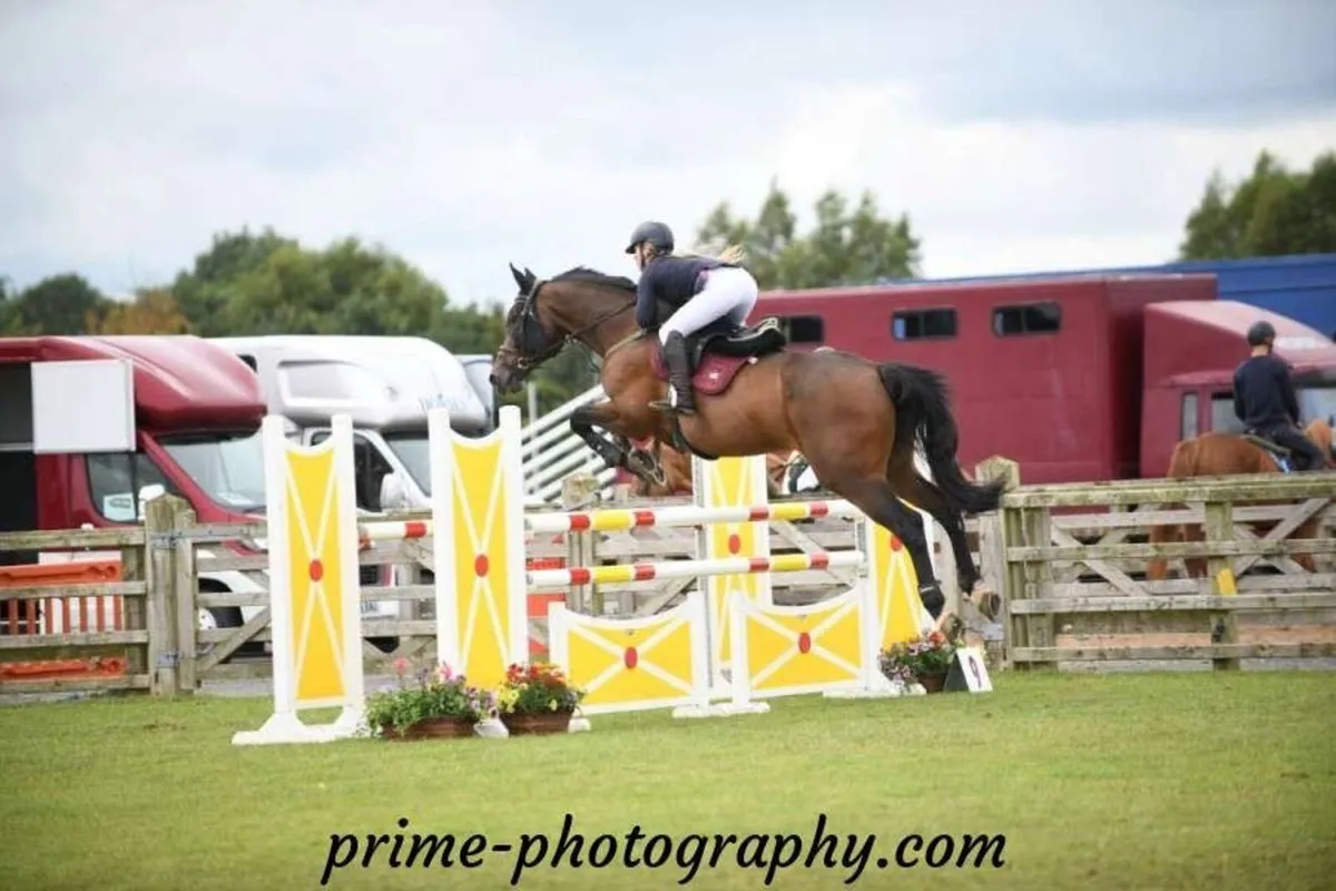 Hunter/ Jumped/ Allrounder - Image 2