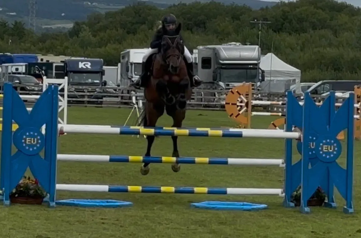 Hunter/ Jumped/ Allrounder - Image 3