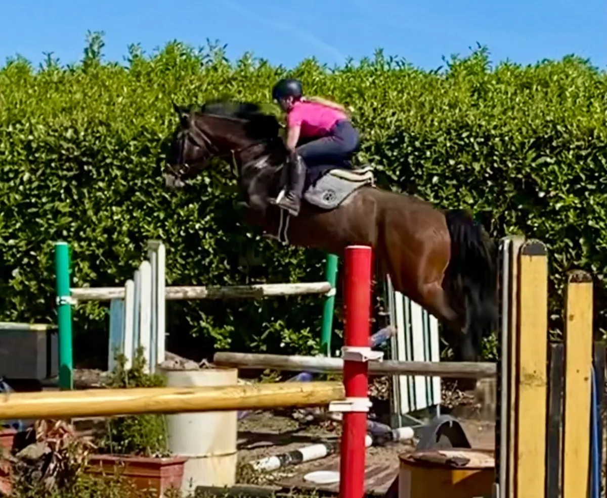 Hunter/ Jumped/ Allrounder - Image 4