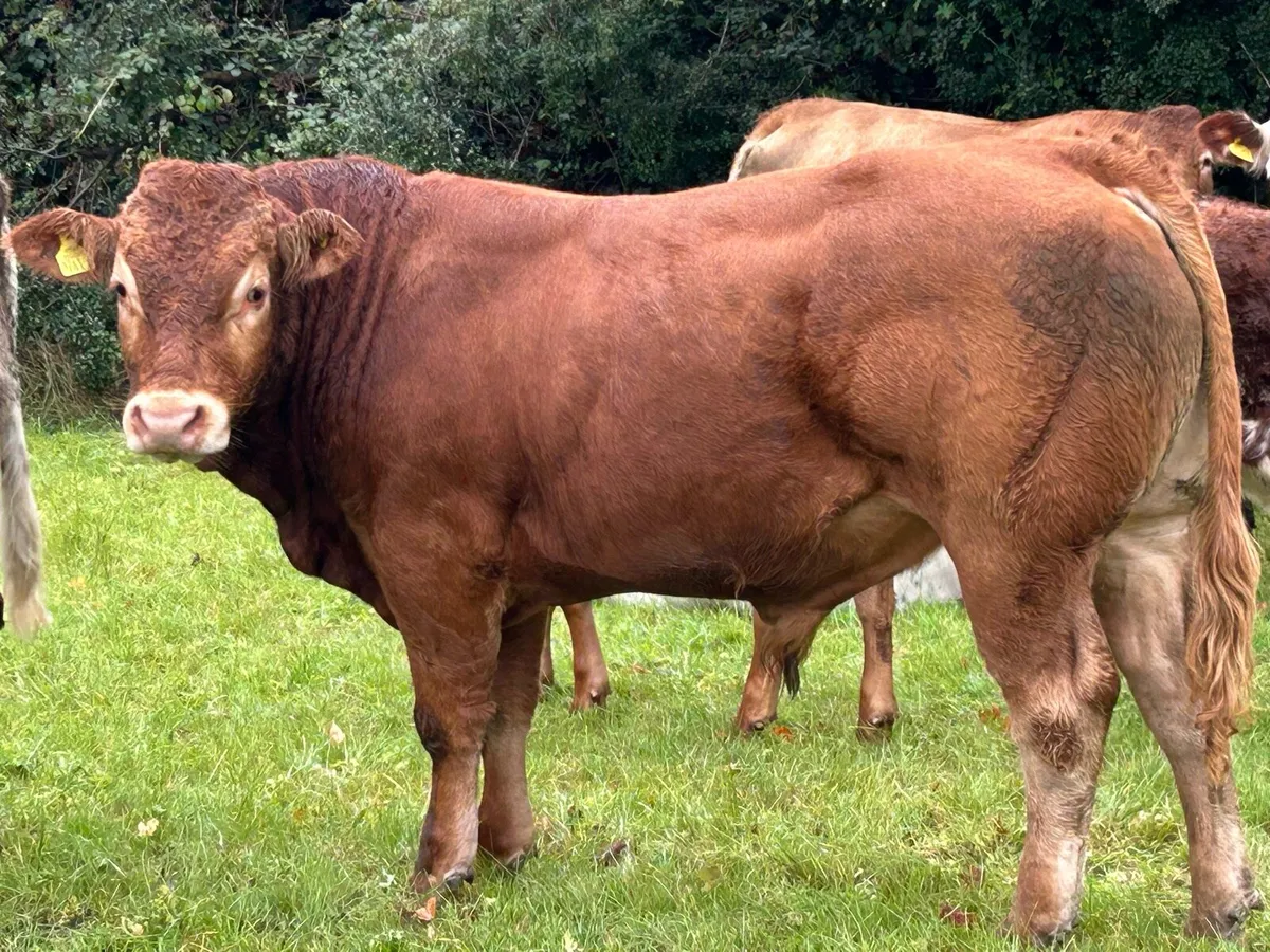 Pedigree Registered Limousin bulls - Image 1