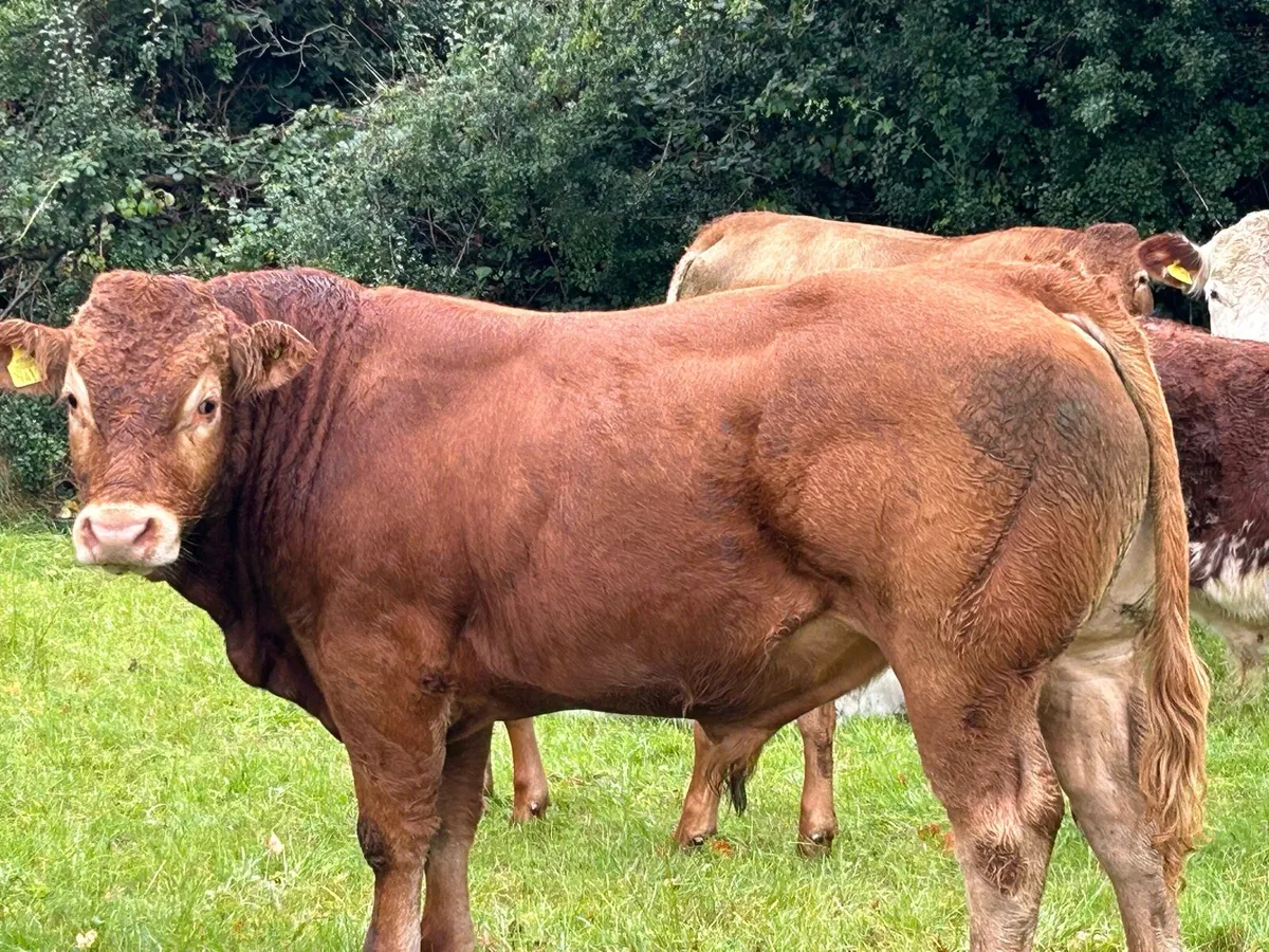 Pedigree Registered Limousin bulls - Image 2
