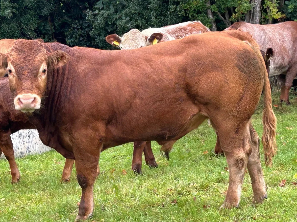 Pedigree Registered Limousin bulls - Image 3