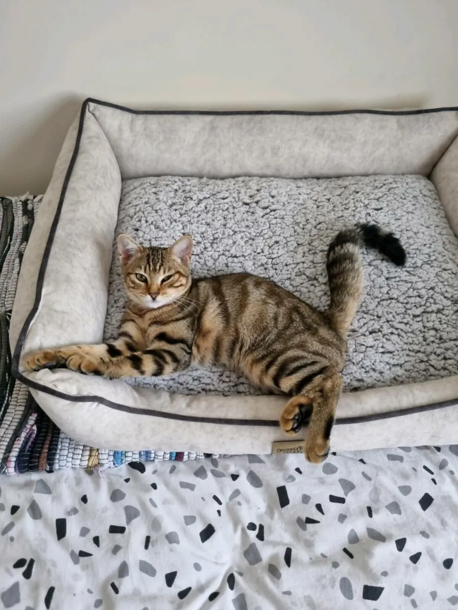Bengal mix 180€ WHITE / 280€ BENGAL TABBY - Image 1