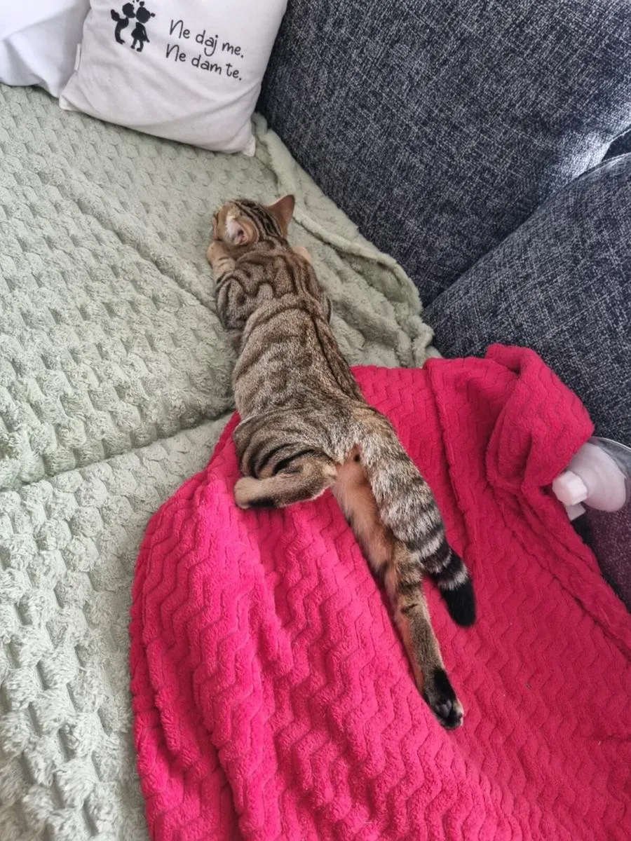 Bengal mix 180€ WHITE / 280€ BENGAL TABBY - Image 2