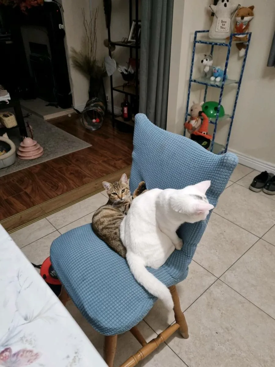 Bengal mix 180€ WHITE / 280€ BENGAL TABBY - Image 3