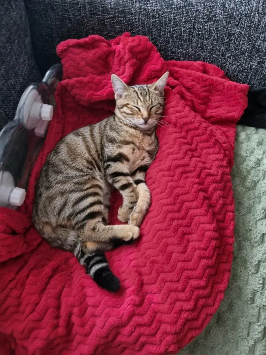 Bengal mix 280€ - Image 3