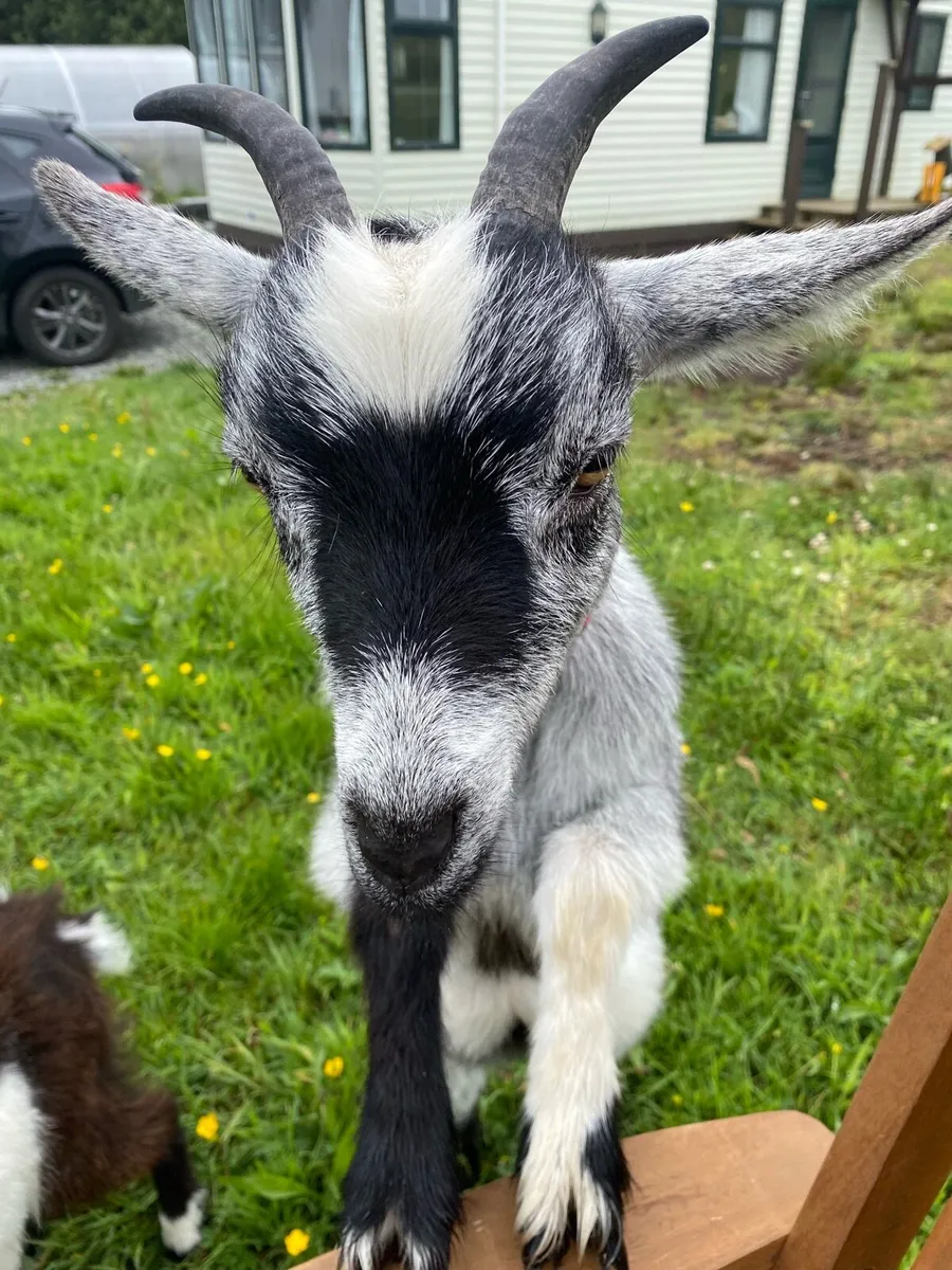 Pygmy Goats - Image 4