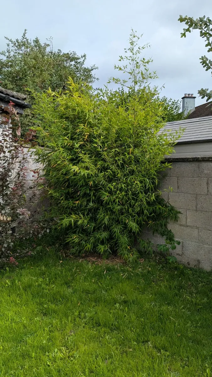 Bamboo (Arrow Bamboo)