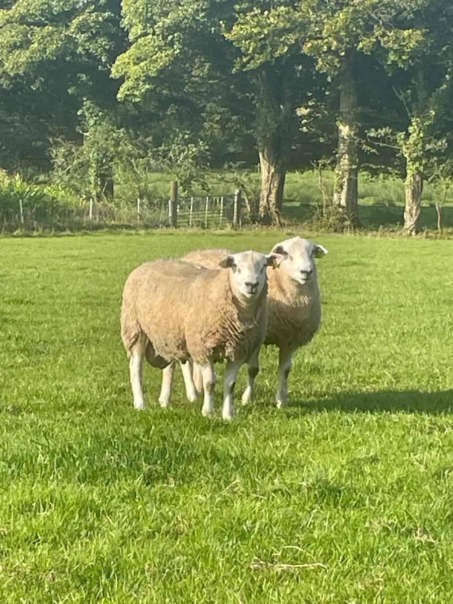 Sis qualified Belclare rams - Image 1