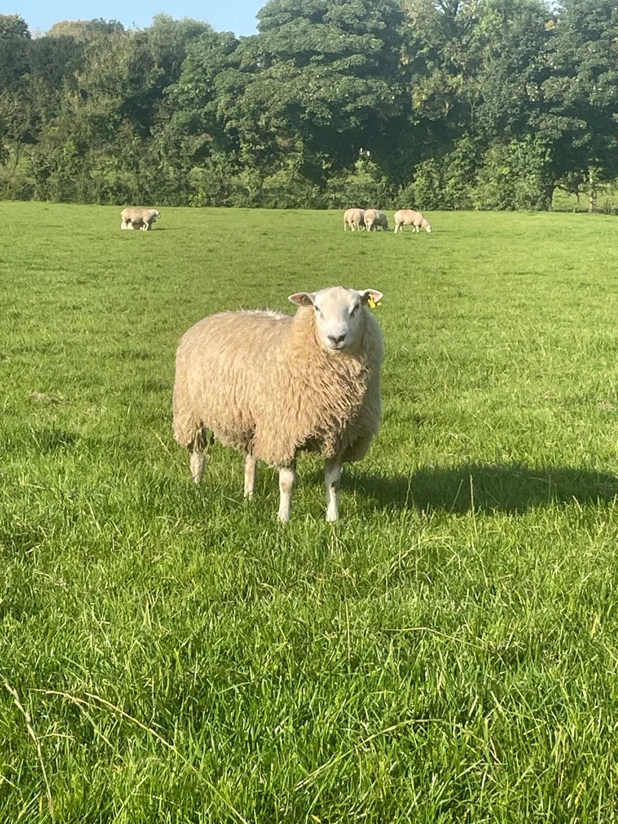 Sis qualified Belclare rams - Image 4