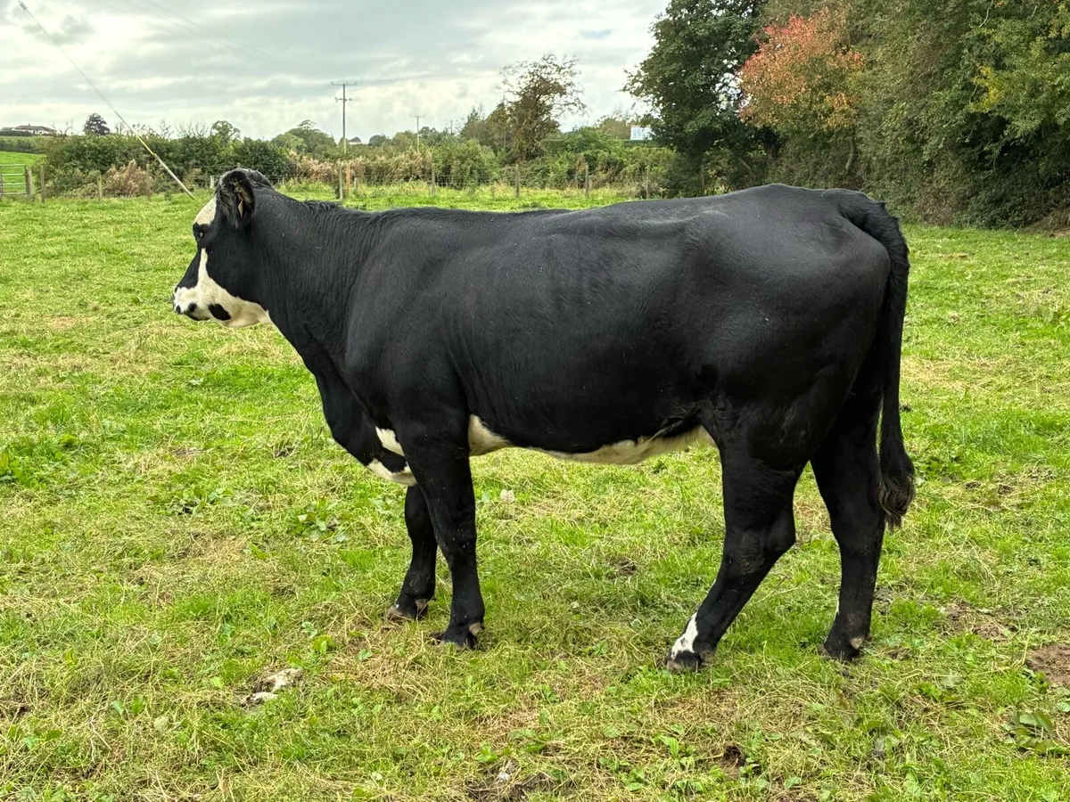 Four heifers with calf at foot - Image 1