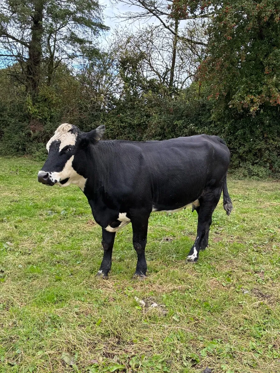Four heifers with calf at foot - Image 2