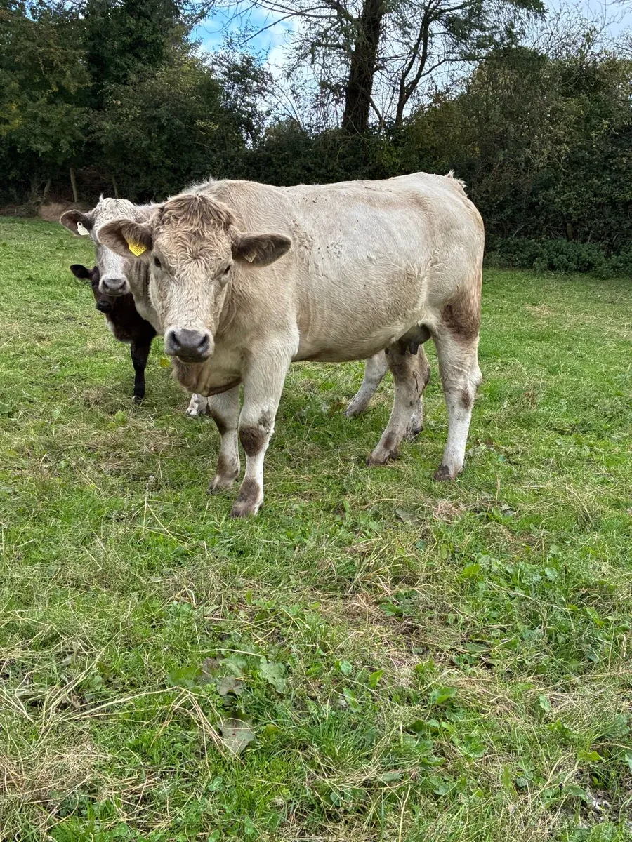 Four heifers with calf at foot - Image 3