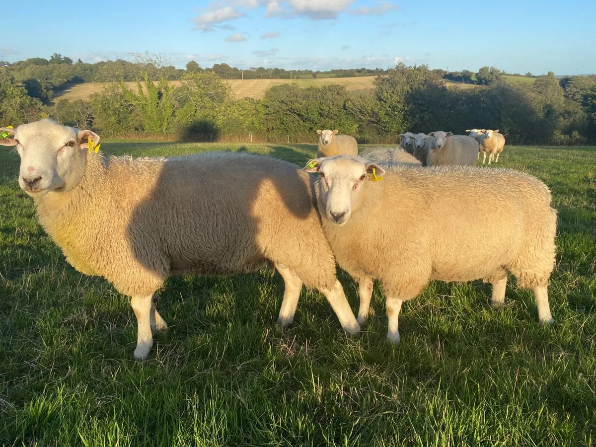 SIS approved belclare ram lambs - Image 2