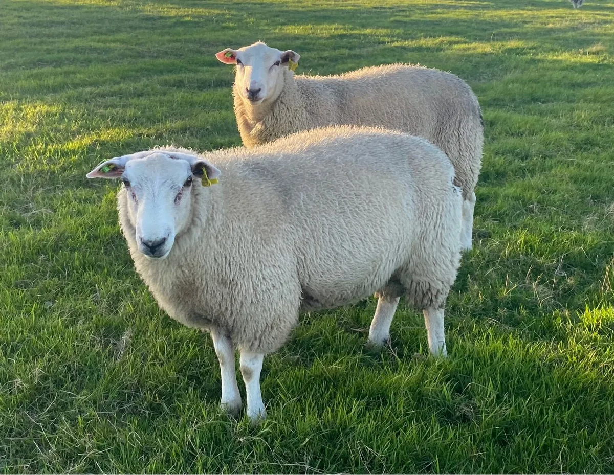 SIS approved belclare ram lambs - Image 3