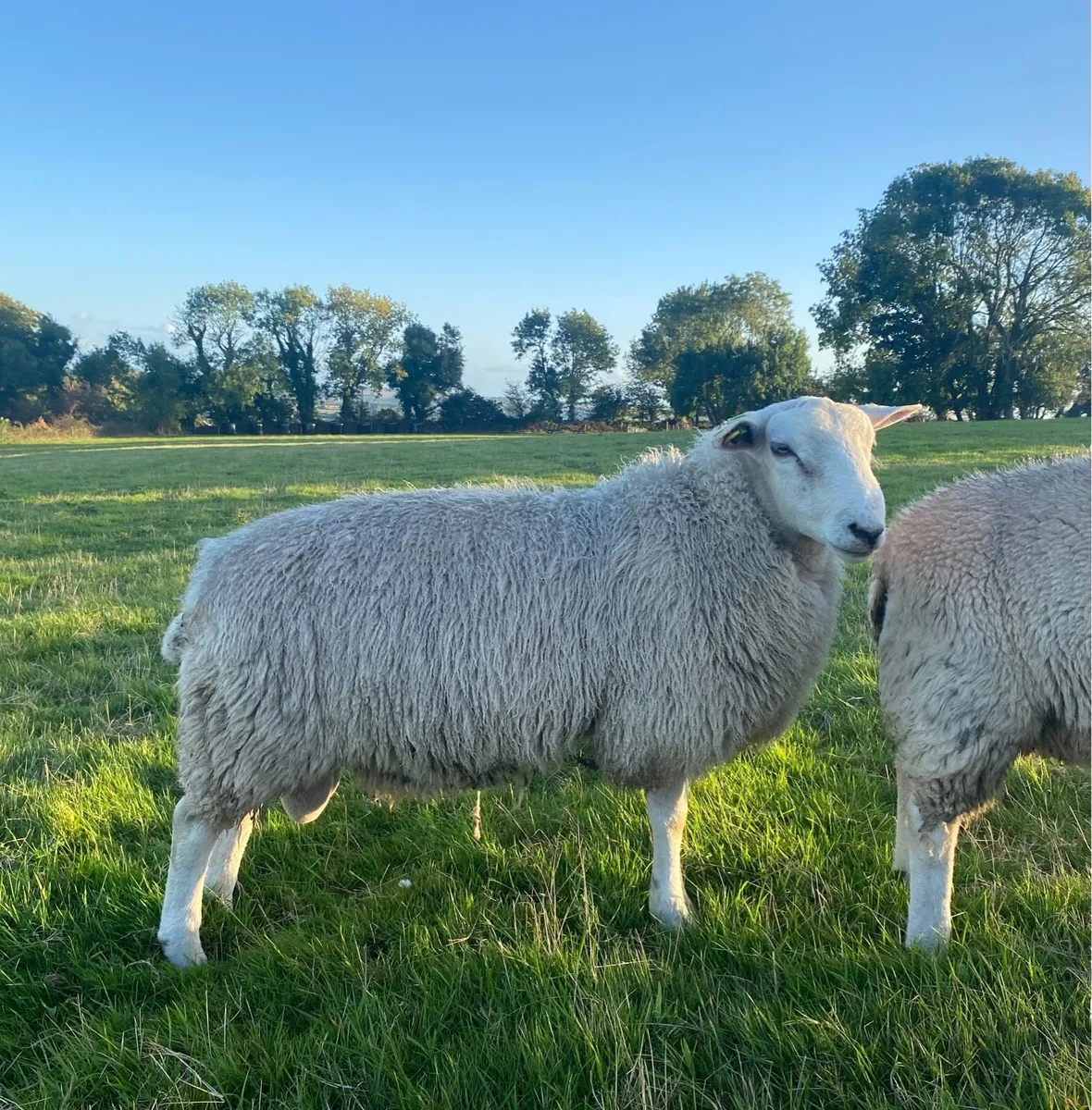 SIS approved belclare ram lambs - Image 4