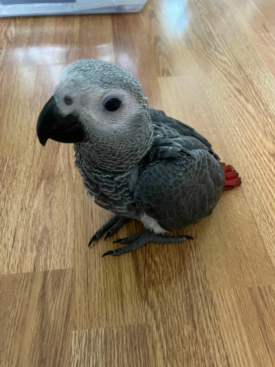 Handreared Baby African Grey - Image 1