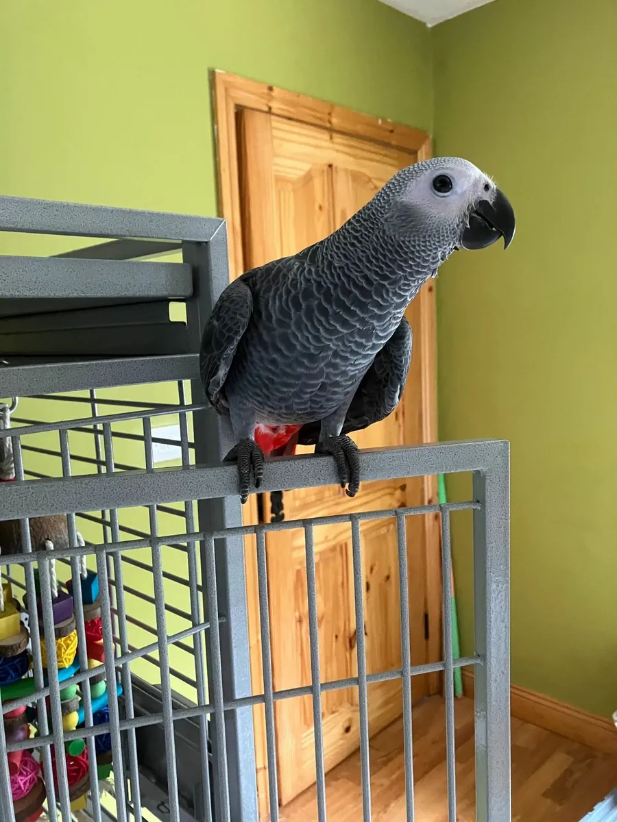 Handreared Baby African Grey - Image 2