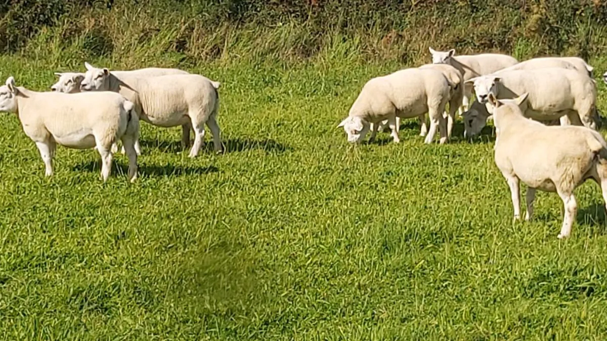 TEXEL EWES - Image 1