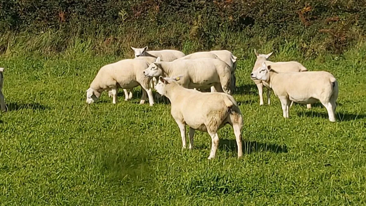 TEXEL EWES - Image 2