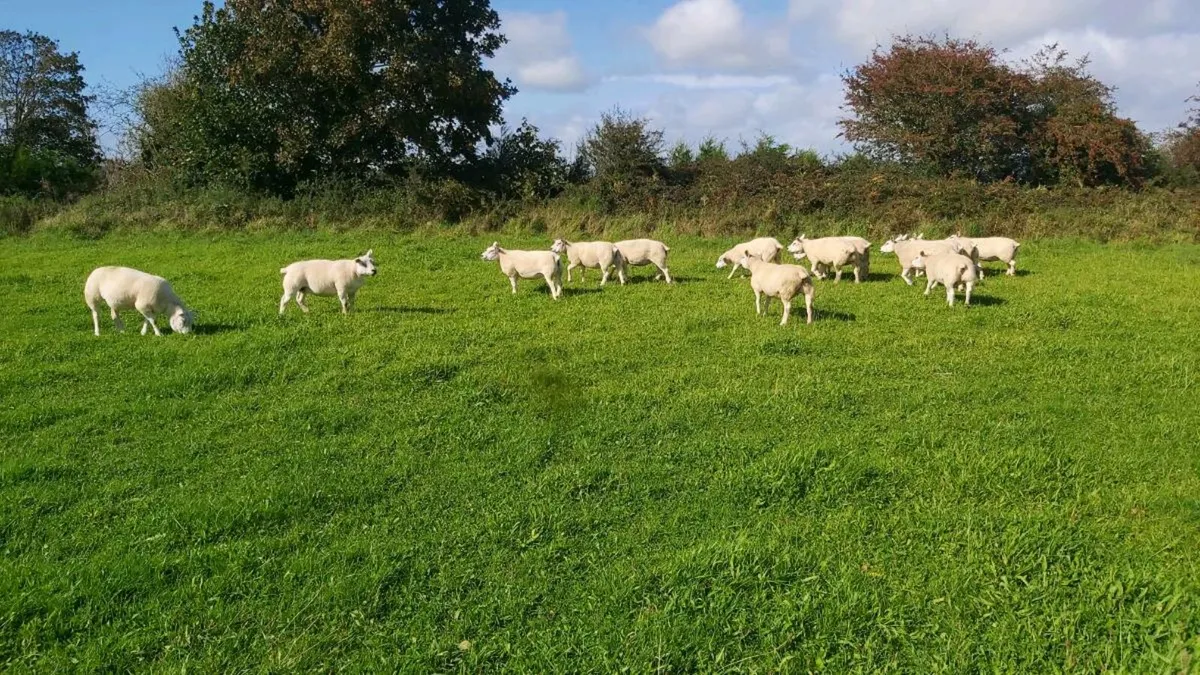 TEXEL EWES - Image 3