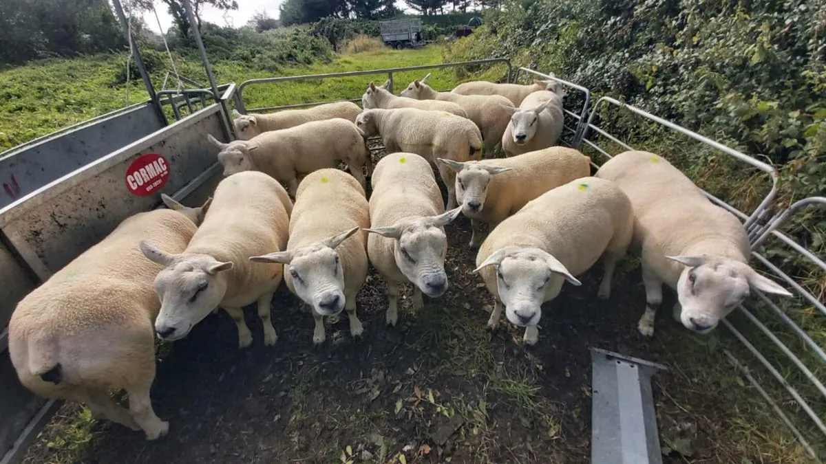 TEXEL EWES - Image 4