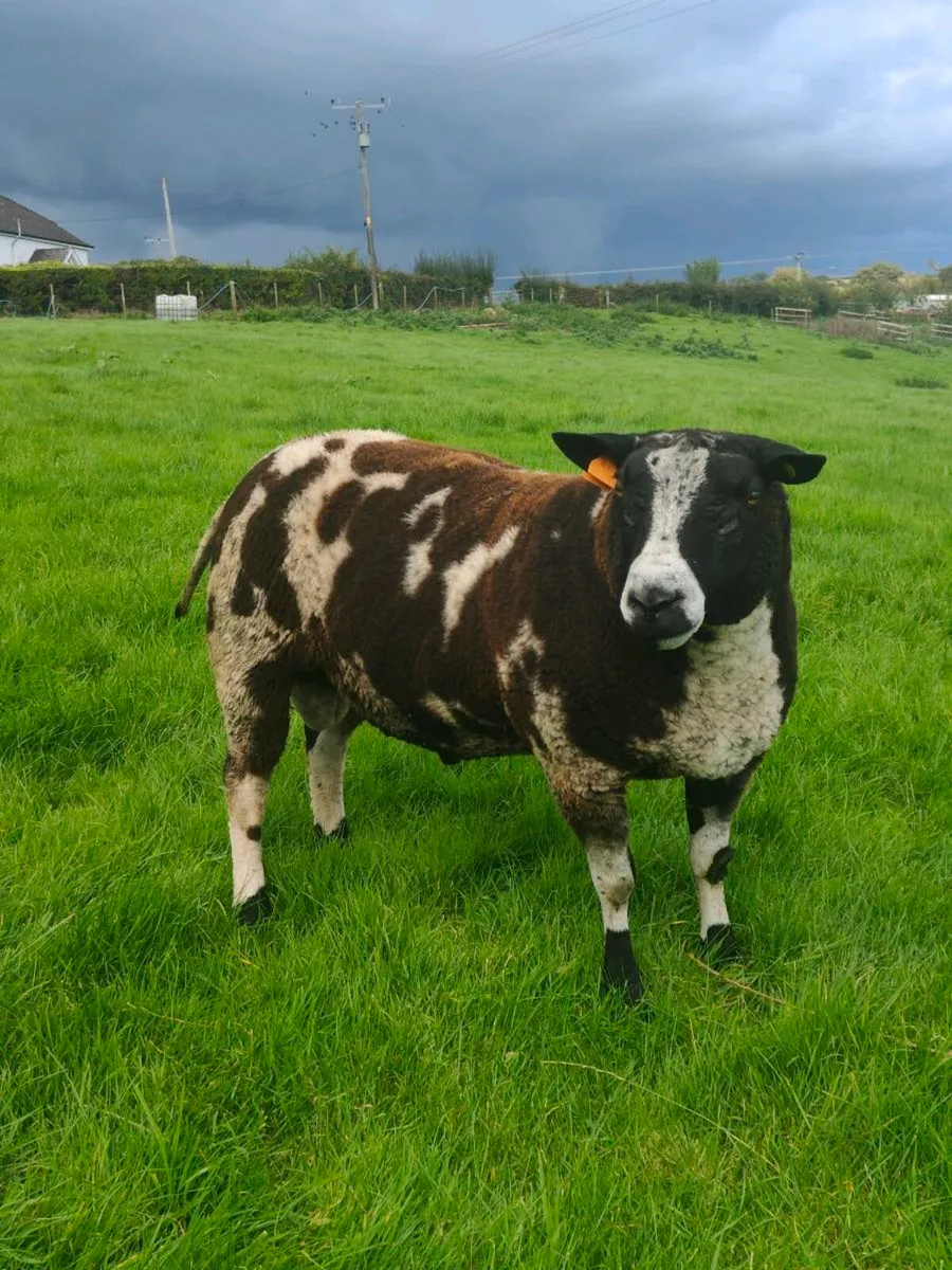Dutch Spotted Shearling - Image 2