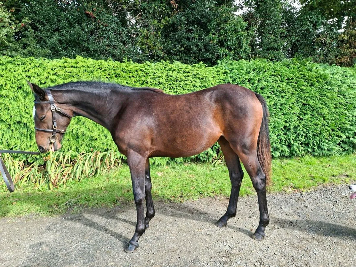 Yearling filly - Image 4