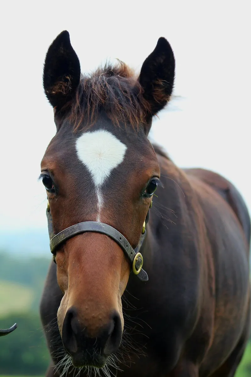 Yearling filly - Image 1