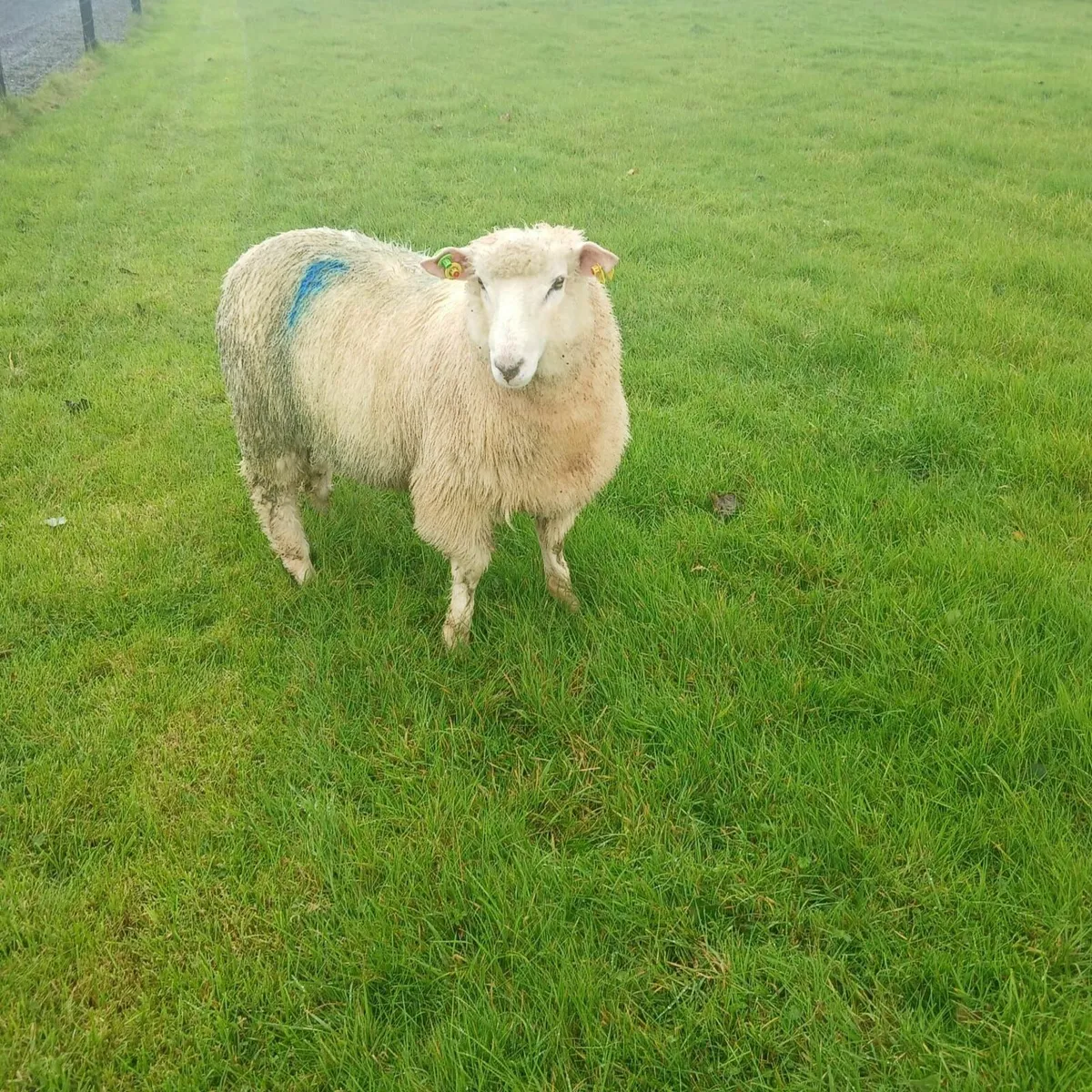 Galway pure bred Ram Lamb SIS Approved