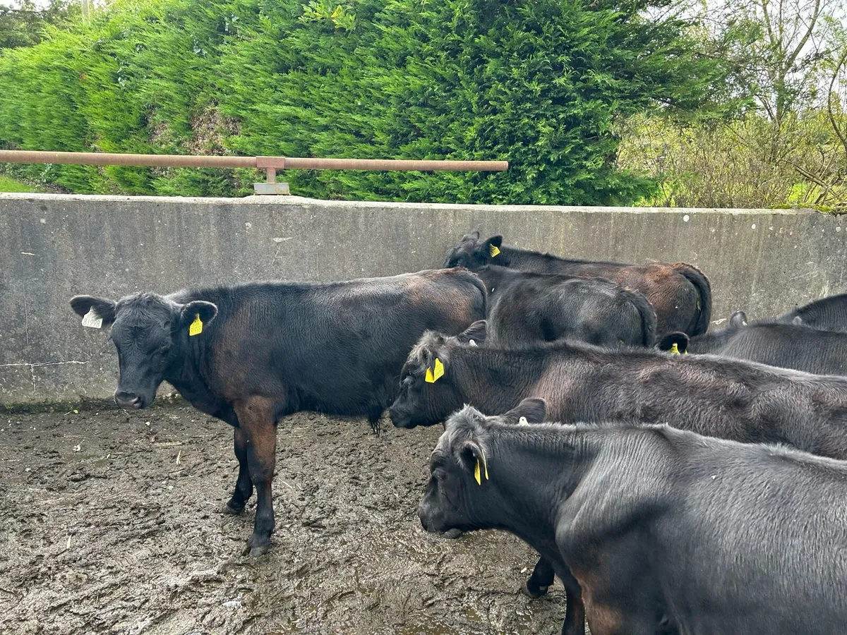 Angus weanling bulls - Image 1