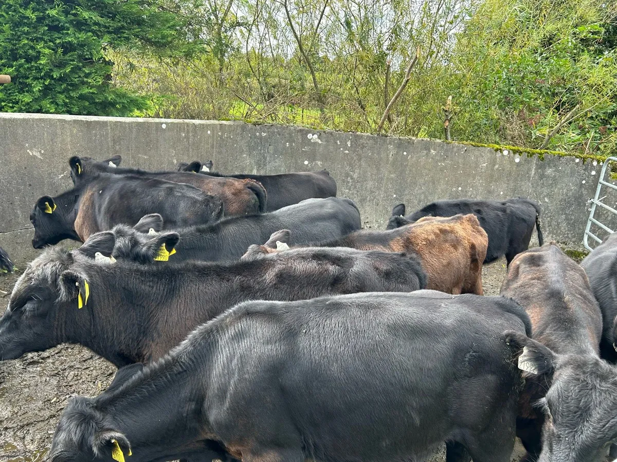 Angus weanling bulls - Image 2